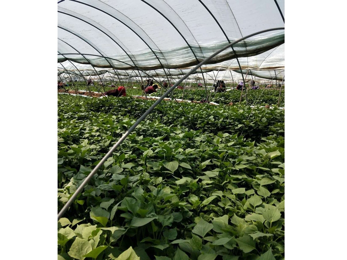 發(fā)貨現場(chǎng)